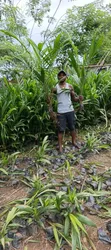 Premium Hybrid Tenera Oil Palm Seedlings - 2