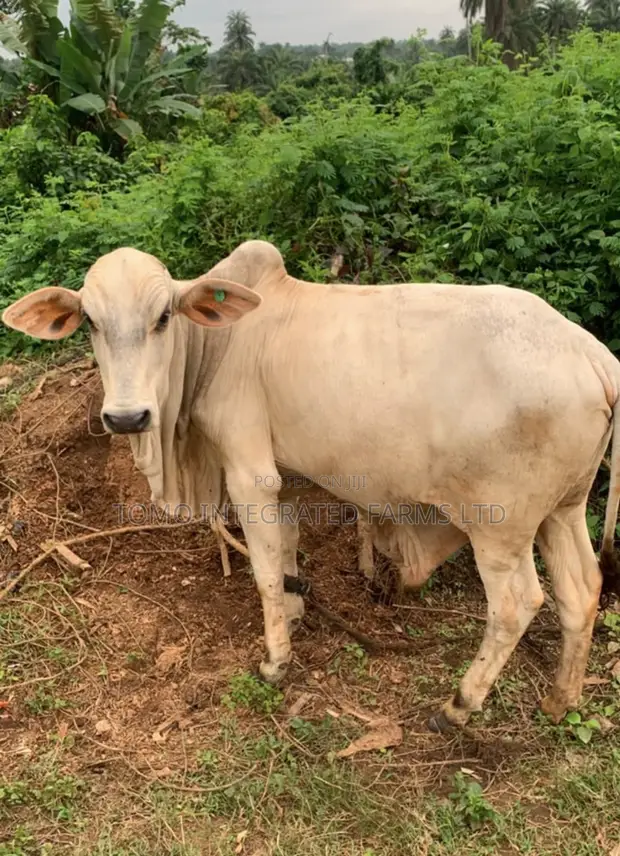 Pure Bokolo Breed Cow - 1