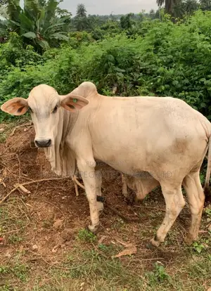 Pure Bokolo Breed Cow