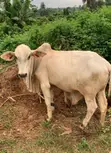 Pure Bokolo Breed Cow - 1