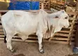 Pure Bokolo Breed Cow - 2