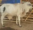 Pure Bokolo Breed Cow - 3
