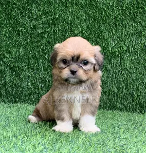 Zuriya Mai Tsarki Ta Lhasa Apso Puppy - Watan 1-3