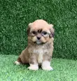 Zuriya Mai Tsarki Ta Lhasa Apso Puppy - Watan 1-3 - 1
