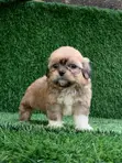 Zuriya Mai Tsarki Ta Lhasa Apso Puppy - Watan 1-3 - 2