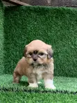 Zuriya Mai Tsarki Ta Lhasa Apso Puppy - Watan 1-3 - 3