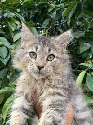 Kare Mai Tsarki na Maine Coon (Wata 1-3)