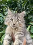 Kare Mai Tsarki na Maine Coon (Wata 1-3) - 1