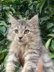Kare Mai Tsarki na Maine Coon (Wata 1-3) - 2
