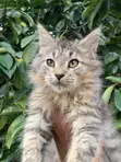 Kare Mai Tsarki na Maine Coon (Wata 1-3) - 3