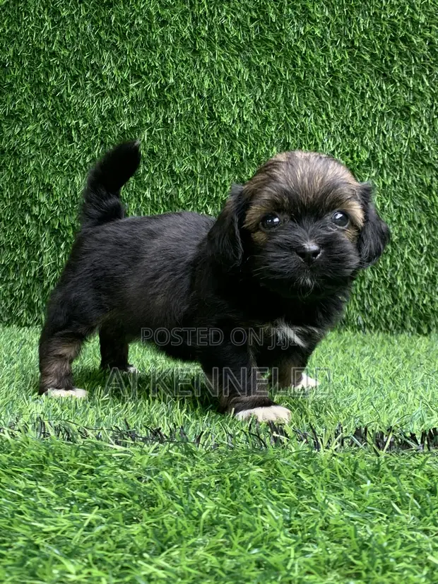 Yar Akuya ta Lhasa Apso, Watan 1-3 - 1