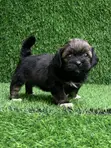 Yar Akuya ta Lhasa Apso, Watan 1-3 - 1