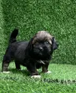Yar Akuya ta Lhasa Apso, Watan 1-3 - 2