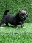 Yar Akuya ta Lhasa Apso, Watan 1-3 - 3