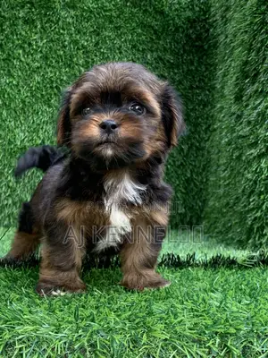 Zuriya Mai Tsarki Ta Lhasa Apso Puppy - Wata 1-3 Namiji
