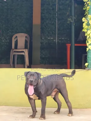 Namijin Boerboel Mai Tsarki, Shekara 1+
