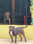 Namijin Boerboel Mai Tsarki, Shekara 1+ - 1