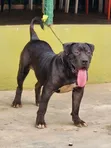 Namijin Boerboel Mai Tsarki, Shekara 1+ - 2