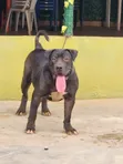 Namijin Boerboel Mai Tsarki, Shekara 1+ - 3