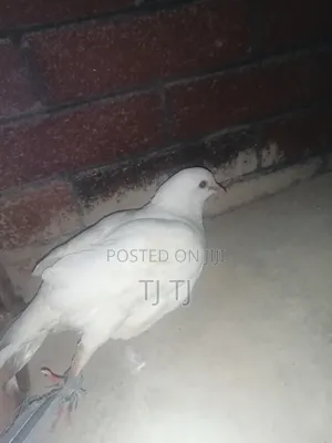 Adult White Pigeon