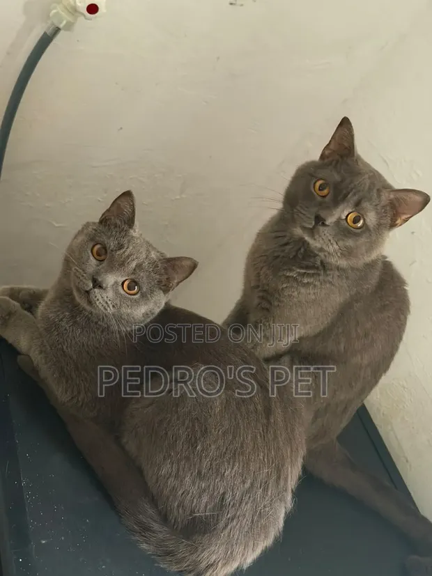 British Shorthair Cat, 6-12 Months, Male, Purebred - 1