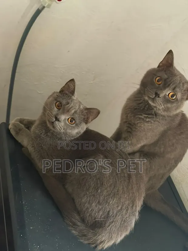 Female Purebred British Shorthair, 6-12 Months - 1