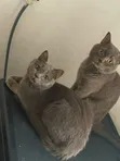Mace British Shorthair Mai Tsarki, Watan 6-12 - 1