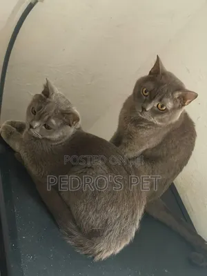 Mace British Shorthair Mai Tsarki, Watan 6-12