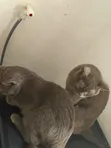 Mace British Shorthair Mai Tsarki, Watan 6-12 - 3