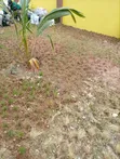 Landscaping Services: Design, Installation & Maintenance - 1
