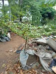 Furanni, Itatu da Shuke-shuke na Halitta don Rayuwa Mai Lafiya - 2