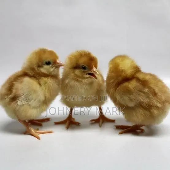 Day Old Chicks Available - Isa Brown, Loganham Brown, Zartech, Chi/Amoy - 1