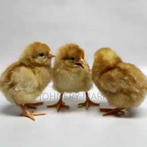 Day Old Chicks Available - Isa Brown, Loganham Brown, Zartech, Chi/Amoy