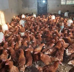 Point of Laying Birds (Pullets)