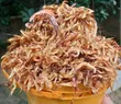 Dried Crayfish (8-9 Painter) - 2