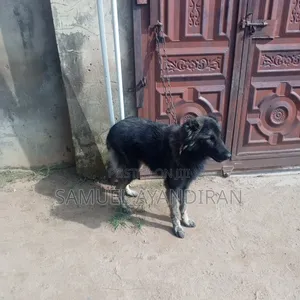 Kare Mai Tsarki na Caucasian, Wata 6-12, Namiji, Gaskiya