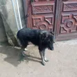Kare Mai Tsarki na Caucasian, Wata 6-12, Namiji, Gaskiya - 3