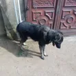 Kare Mai Tsarki na Caucasian, Wata 6-12, Namiji, Gaskiya - 4