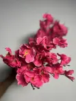 Cherry Blossom Flowers for Rent - 5