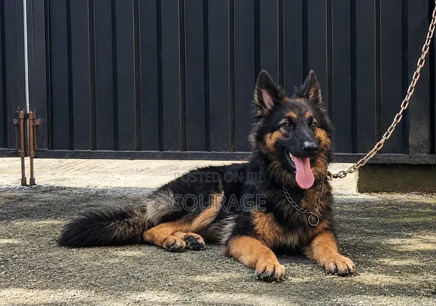 Purebred German Shepherd Male, 6-12 Months - 1