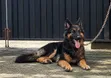 Purebred German Shepherd Male, 6-12 Months - 1