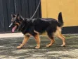 Purebred German Shepherd Male, 6-12 Months - 3