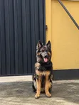 Purebred German Shepherd Male, 6-12 Months - 4