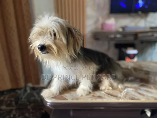1+ Year Old Male Purebred Lhasa Apso - 1