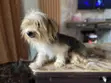 1+ Year Old Male Purebred Lhasa Apso - 1