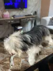 1+ Year Old Male Purebred Lhasa Apso - 2