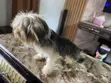 1+ Year Old Male Purebred Lhasa Apso - 3
