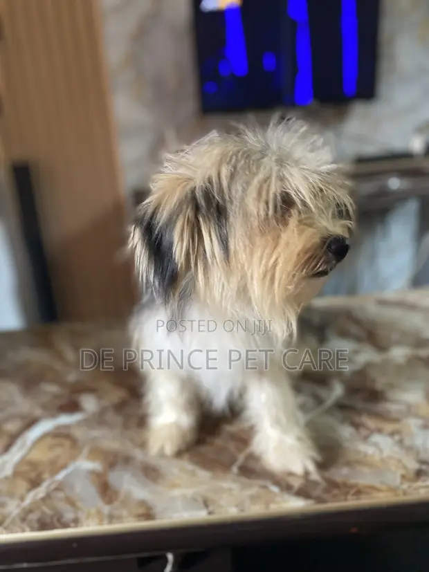 Purebred Lhasa Apso, Male, 1+ Year - 1