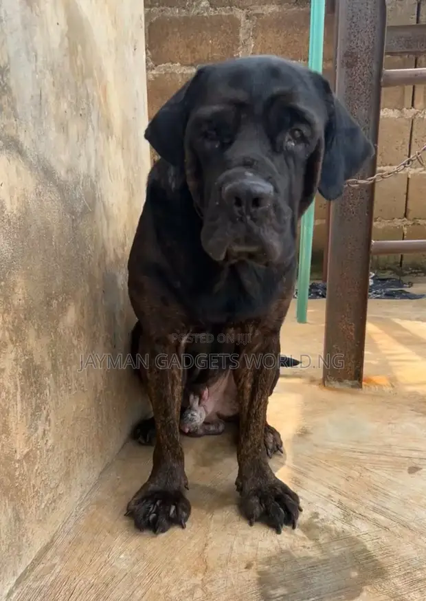 Boerboel Namiji Mai Tsarki, Sama Da Shekara 1 - 1