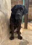 Purebred Boerboel Male, 1+ Year Old - 1
